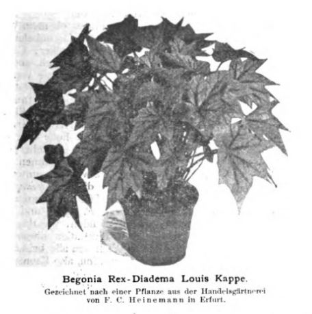 B. ‘Louis Kappe’